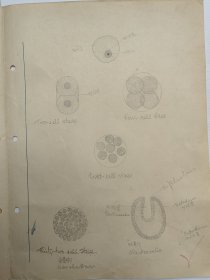 山西医科大学教授 张文忠（1918-1993），民国26年、27年，手稿两份。【中国昆虫学会理事、中国显微与亚显微形态科学会理事、全国高等医学院校教材《人体寄生虫学》第一版编审组委员等】