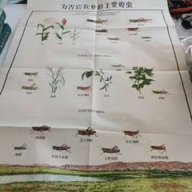 蝗虫 中国植物保护协会