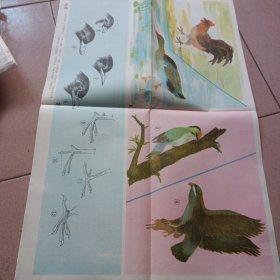 鸟类示意图