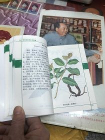 常用青草药彩色图集