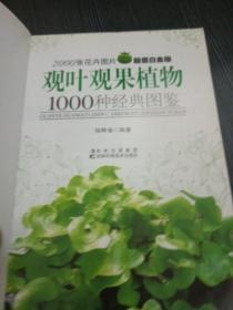 观叶观果植物1000种经典图鉴（超值白金版）