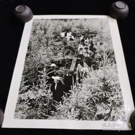 1961年7月，王光美陪同刘少奇在黑龙江带岭林区苗圃考察时大幅照片，品相好，八十年代新华社新闻照片