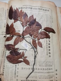 植物标本，无标本台纸.2150527-79