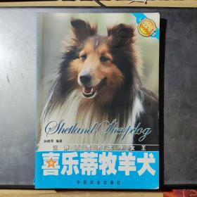 喜乐蒂牧羊犬