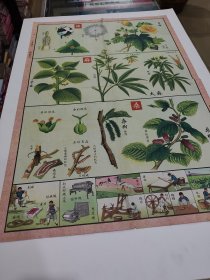 种棉花，织布