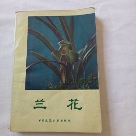 兰花 沈渊如