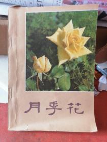 月季花