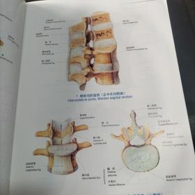 人体解剖彩色图谱