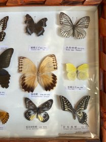 蝴蝶标本相框挂饰