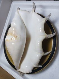 瓷白色大海螺