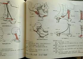 运动解剖学图谱(第3版)