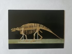 1980年代中国恐龙第一次出国去日本展览，日本为了纪念此次展览专门制作的明信片和信封，非常罕见和珍贵。