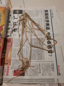 植物标本，无标本台纸.2150528-95