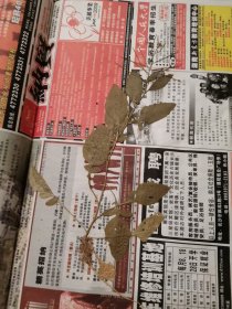 植物标本，无标本台纸.2150528-93