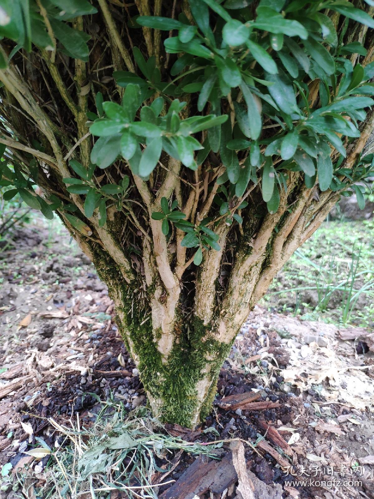 30年树龄雀舌黄杨千年矮地景两棵