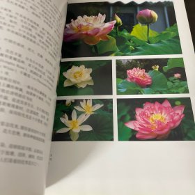 水体植物景观——现代园林植物景观丛书