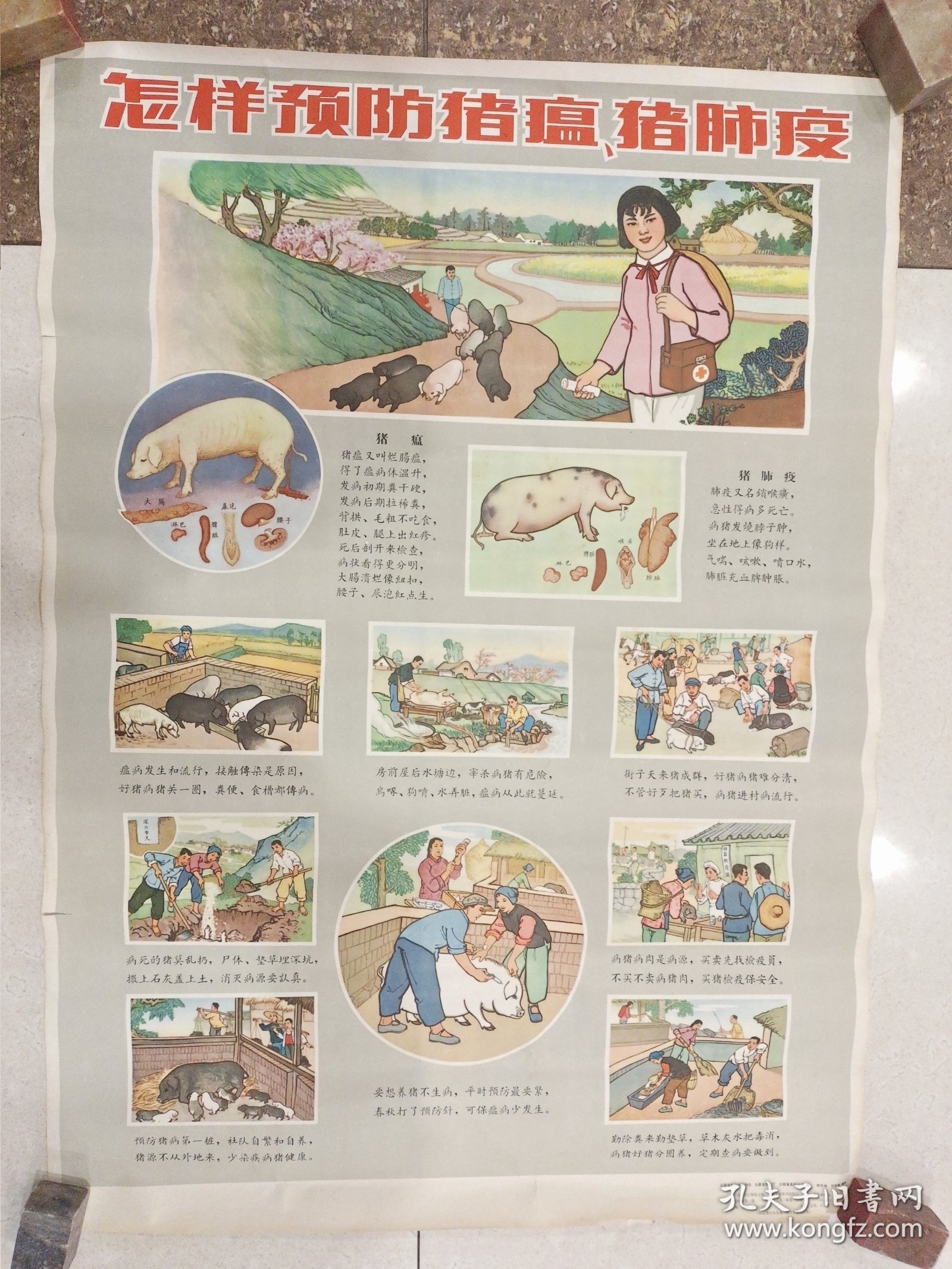 怎样预防猪瘟、猪肺疫