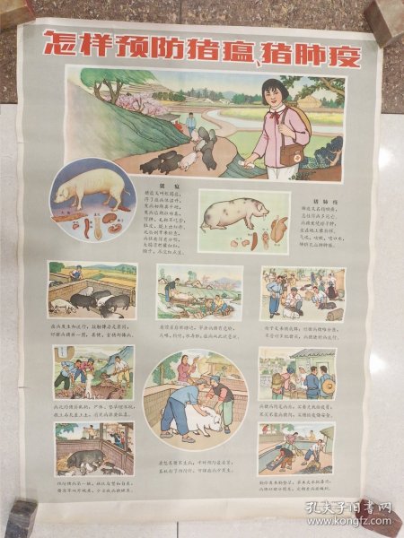 怎样预防猪瘟、猪肺疫