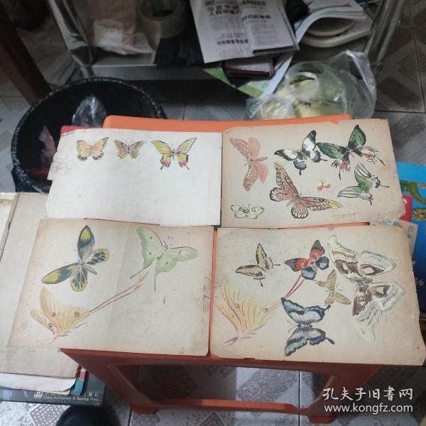 金陵画家蝴蝶画稿4张