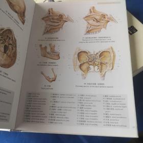 人体解剖学彩色图谱（第二版）