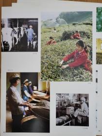 4张！茶与名茶广告