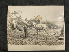 民国照片：农民牵着毛驴打场，用石磙将豆子、稻谷之类脱粒，尺寸11×8.6cm。