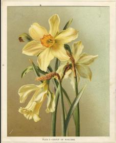1884年套色石印版画花卉水仙花簇