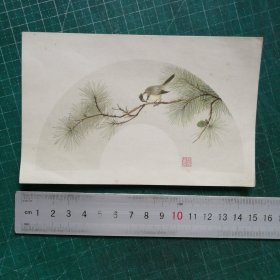 老画片：松树山雀