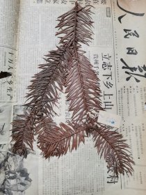 植物标本，无标本台纸.50327-100