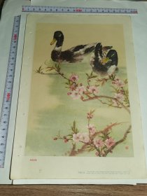 16开老画片---《春溪浴鸭》！（蒋风白 作！1957年印，上海画片出版社）先见描述！