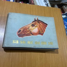 马体解剖图谱