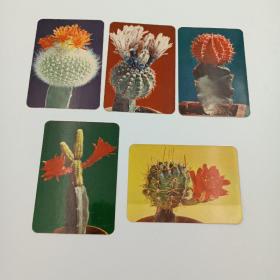 年历卡 1975年 植物 年历片 仙人掌 仙人球 1套5枚全