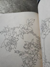 白描花卉资料