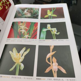 中国兰花名品珍品鉴赏图典