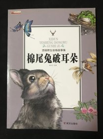 棉尾兔破耳朵/西顿野生动物故事集