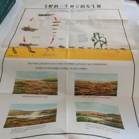 蝗虫 中国植物保护协会