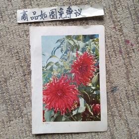 鲜花插图4幅（锦绣河山，小豆红，银针与粉松针，金辉）