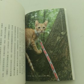 猫咪这样教，主人好快乐