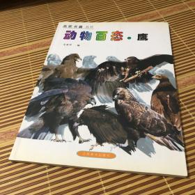 动物摄影图片书籍 画家创作资料用书 鹰分册