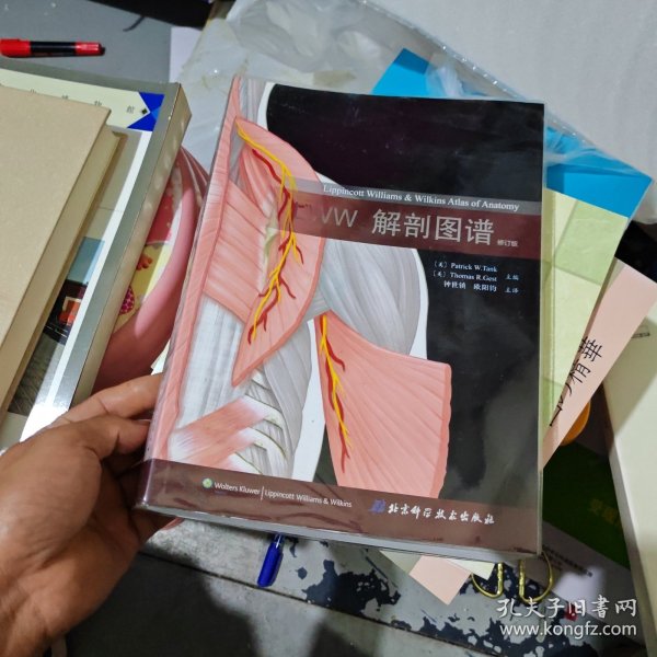 LWW解剖图谱