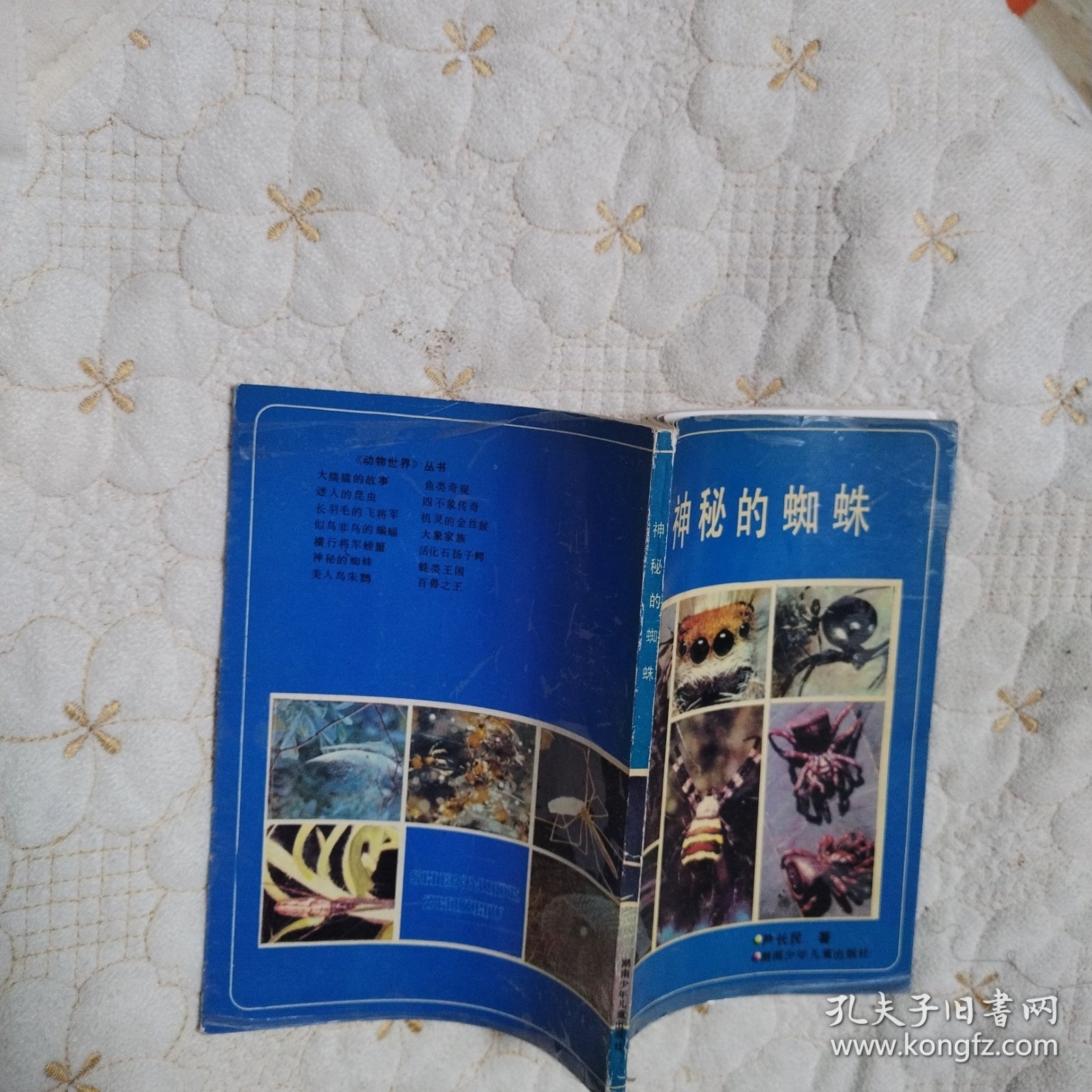 神秘的蜘蛛（一版一印）