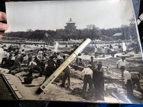 北京共青团在天坛劳动