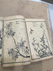 画册，芥子园画传卷三卷四，翎毛花卉谱