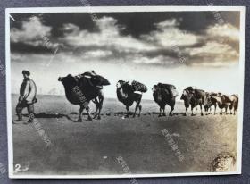 伪满洲国时期 西部沙漠的骆驼商队 银盐老照片一枚
