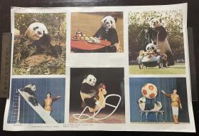 年画 熊猫的精彩表演