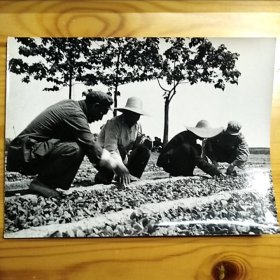 5~80年代·新华社稿·中国图片供应社·老黑白照片1张·照片尺寸：200X145mm·详见书影·CDZPDP·00·10～11