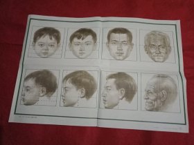 小学美术教学图片《幼儿、少年、成人和老人面部比例图》（76×52厘米）