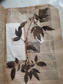植物标本，无标本台纸.2150528-58