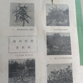 柑桔科技通讯1977年3-4