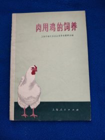 肉用鸡的饲养